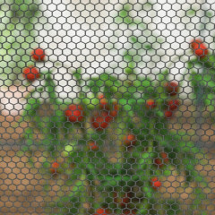 Ochranná síť na rostliny 2,5 x 1,2 m | černá č.3