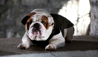 Psie oblečok Croci Bulldog Black | čierny č.2