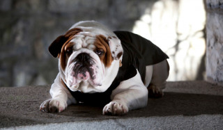 Psí oblečok Croci Bulldog Military | zelený č.2