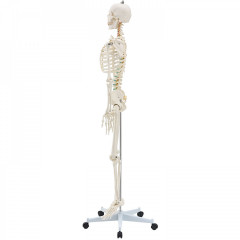 Anatomický model ľudskej kostry | 181,5 cm č.3