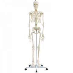Anatomický model ľudskej kostry | 181,5 cm č.2