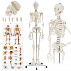 Anatomický model ľudskej kostry | 181,5 cm č.1